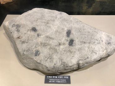 조선 누층군 두위봉층의 두족류 화석을 포함한 석회암 표본, 국립중앙과학관 전시
