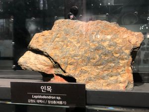 장성층 인목 화석 Lepidodendron sp.