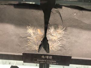 장성층 속새류 화석 Annularia orientalis