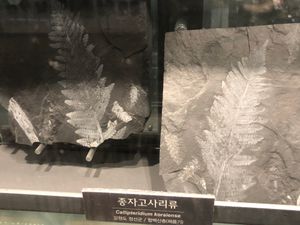 함백산층 종자고사리류 화석 Callipteridium koraiense