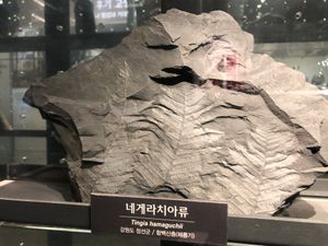 함백산층 네게라치아류 화석 Tingia Hamaguchi