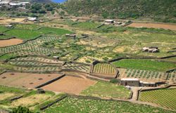 판텔레리아의 전형적인 포도원 풍경. 알베렐로 방식으로 재배되는 포도밭의 모습이다.