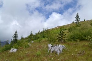 데이비드 A. 존스턴의 이름을 따서 명명된 존스턴 능선 전망대의 언덕 모습. 1980년 분화 이후 36년이 지난 2016년 7월 16일, 식물 성장이 회복되는 모습을 보여준다.