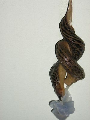 벽에 점액 실과 패드로 매달린 짝짓기 민달팽이 한 쌍