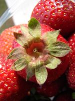 딸기(장미과)의 열매. 5장의 꽃받침 바깥쪽에 5장의 부악편이 호생한다.