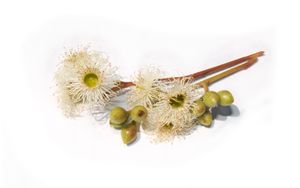 Eucalyptus melliodora의 꽃과 뚜껑