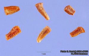 Eucalyptus camaldulensis의 씨앗