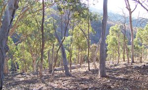 재생 중인 유칼립투스 숲