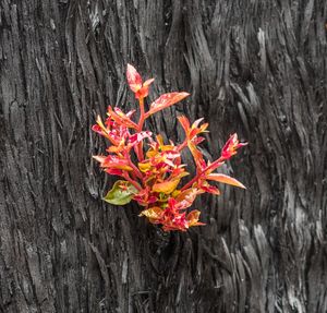 2019–2020년 오스트레일리아 산불 이후 솟아오르는 착생 성장