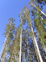 로즈 검(Eucalyptus grandis)
