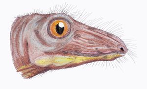 Nikkasaurus는 러시아의 중기 페름기에서 온 수수께끼의 단궁류였다.