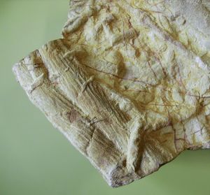 삼엽충의 이동흔적 화석인 크루지아나(Cruziana)