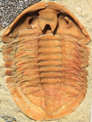 구하편 부착부를 보여주는 Asaphus expansus 복부 측면