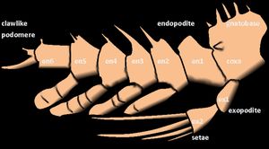 아그노스투스 피시포르미스(Agnostus pisiformis)의 이분지형(biramous) 다리 그림