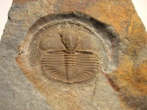 트리누클레오이데아 Lloydolithus lloydi의 머리 부분에 있는 구멍이 있는 가장자리