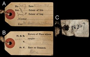 서부긴코가시두더지와 관련된 "Mt Anderson"라는 수집 라벨(확대하려면 클릭)