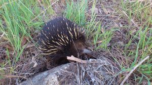 짧은코가시두더지, 뉴사우스웨일스주