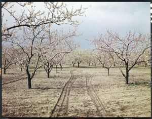 꽃이 핀 복숭아 과수원(1950년경)