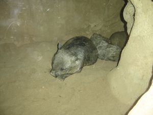 멜버른 동물원의 터널에서 잠을 자는 웜뱃