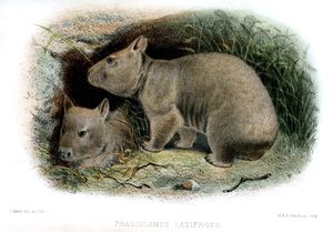 조지프 울프 (1865)의 삽화