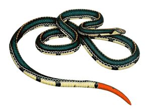 Calliophis intestinalis는 서부안경원숭이의 먹이이다.