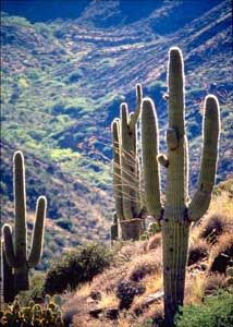 소노란 사막의 사구아로 선인장