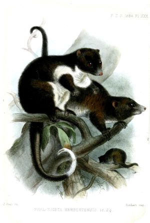 허버트강꼬리주머니쥐, 1884