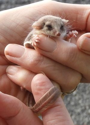 작은 깃털꼬리하늘다람쥐