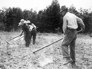 괭이로 밭의 풀을 묻는 작업 (제초, 갈아엎기, 풀 뽑기, 풀 제거 등으로도 불림)