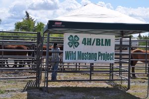 아이다호의 야생 머스탱 프로젝트는 4-H와 토지관리국(BLM)이 머스탱의 입양률을 높이기 위해 진행하는 프로젝트이다.