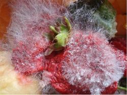 딸기에 번식하는 R. stolonifer. 검은색 포자낭이 보인다.