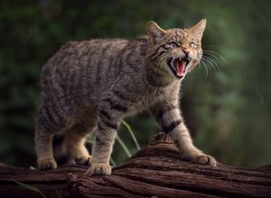 영국 야생 동물 센터에서 촬영된 스코틀랜드 들고양이