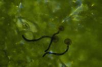 녹병균의 포자 발아