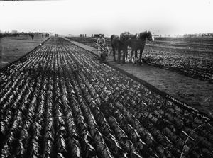 호주 출신의 '챔피언 쟁기꾼', 1900년경