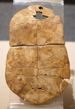 눈 모양 기호가 새겨진 거북 배딱지 (자후, 중국)