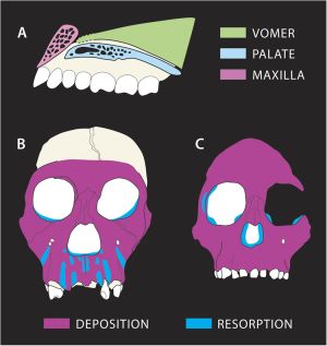 MH1(A와 B) 및 A. africanus/A. afarensis(C)의 예상 뼈 성장 패턴