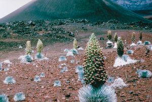 꽃이 핀 할레아칼라 실버스워드(Argyroxiphium sandwicense macrocephalum)와 그렇지 않은 것들이 혼합된 모습.