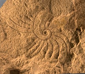 누나부트 케이프 필립스 층의 중기 실루리아기에서 발견된 Cyrtograptus canadensis.