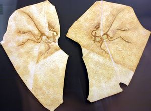 아이히슈테트 표본