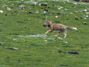 중국에 있는 티베트모래여우
