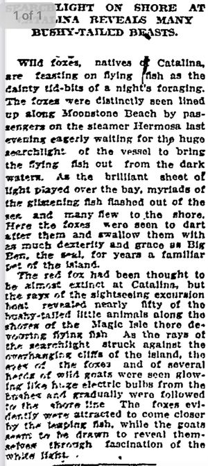 "모래 위에서 날치를 기다리는 야생 여우" (로스앤젤레스 타임스, 1920)