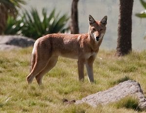 북부 에티오피아 늑대