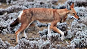 남부 에티오피아 늑대
