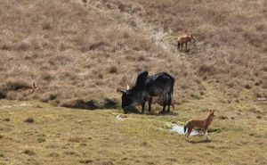 목초를 먹는 얼룩소와 함께 휴식을 취하는 에티오피아 늑대