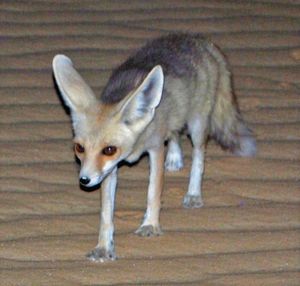 화이트 데저트 국립공원(White Desert National Park)의 뤼펠 여우