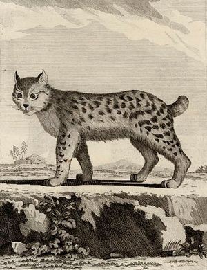 18세기 중반 경 제작된 캐나다스라소니 그림