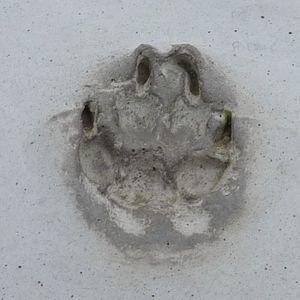 갈기늑대의 발자국