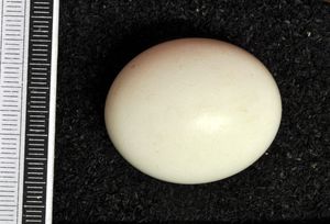 알, 비스바덴 박물관 소장