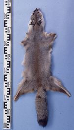 벵골 여우 털가죽