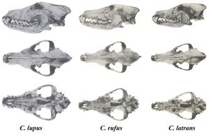 북미 개과의 두개골, 중앙에 붉은늑대가 있다